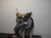 Sheeba - I'M BECOMING SO DEPRESSED!