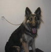 Sheeba - I'M BECOMING SO DEPRESSED!