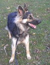 Sheeba - I'M BECOMING SO DEPRESSED!