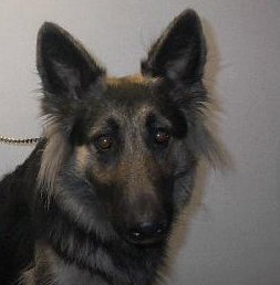 Sheeba - I'M BECOMING SO DEPRESSED!