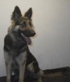 Sheeba - I'M BECOMING SO DEPRESSED!