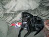 Gussy