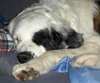 Brutus