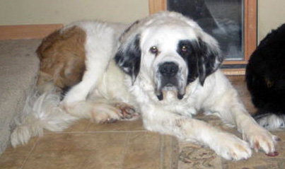 Brutus