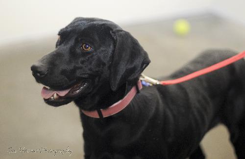 Heidi
