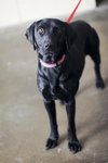 Heidi