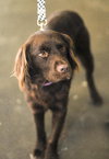 Hershey