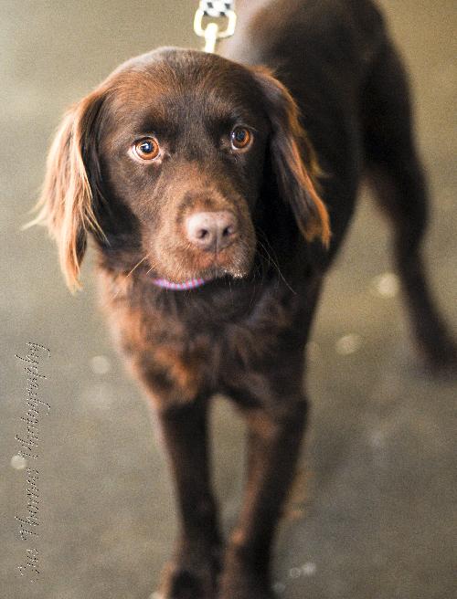 Hershey