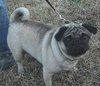 Bubba