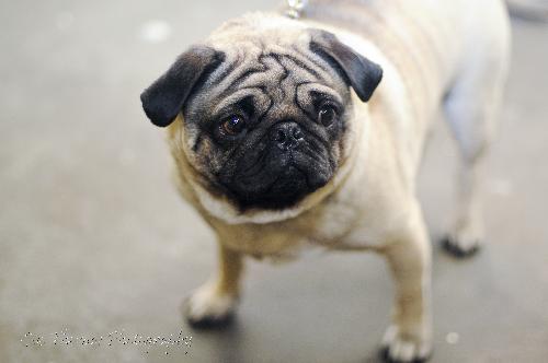 Bubba