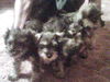 Bandi