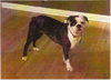 Rudy