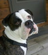 Rudy