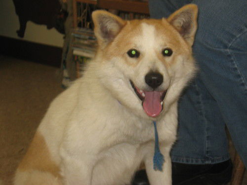 Fynn