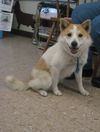 Fynn