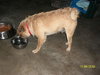 Benji