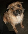 Benji