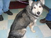 Atka