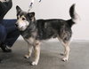 Atka