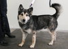 Atka