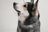 Atka