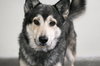 Atka