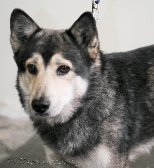 Atka