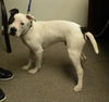Capone