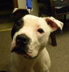 Capone