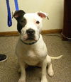 Capone