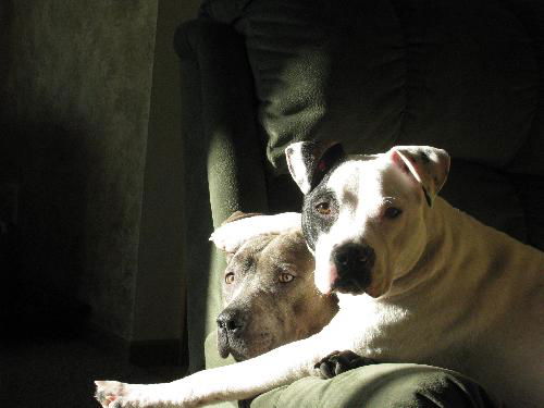 Capone