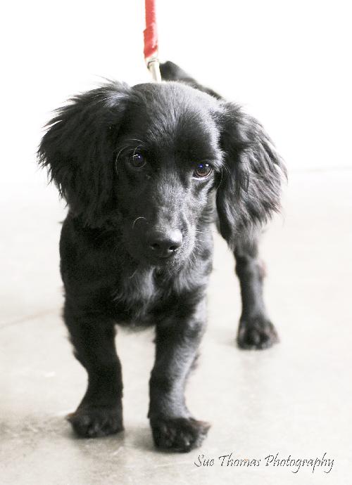 Bosco