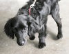 Bosco