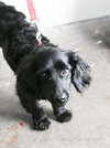 Bosco