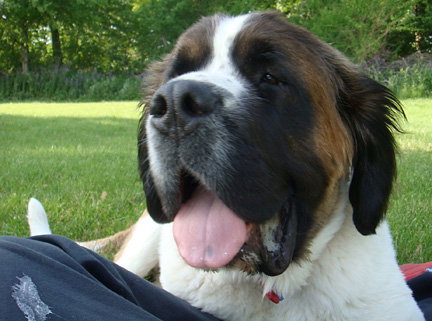 Levi