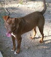 Buddy