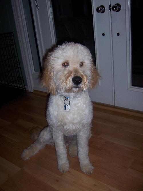 Cody