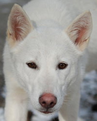 Snow White
