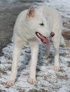 Snow White