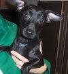 Merlin