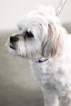 Barkley