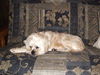 Barkley