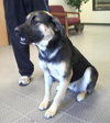 Buck