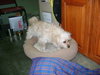 Jingles