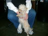 Jingles