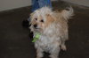 Jingles