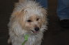 Jingles