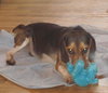 Little Lucy