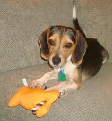 Little Lucy