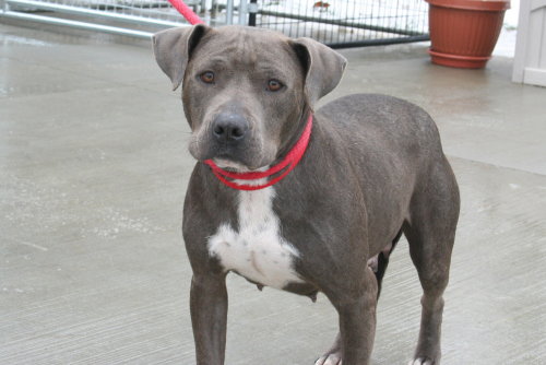 Roxy